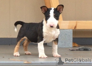 Photo №1. bull terrier - for sale in the city of Гронинген | Is free | Announcement № 123932