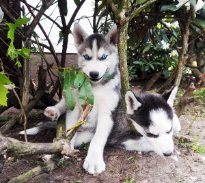 Photo №3. Blue eyes, healthy, cheerful Siberian Husky puppies.. Estonia