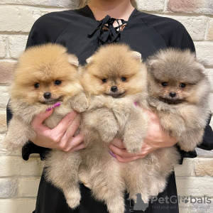 Photo №1. pomeranian - for sale in the city of Lille | negotiated | Announcement № 17338