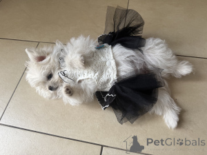 Photo №2 to announcement № 147826 for the sale of german spitz - buy in Germany 