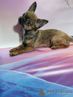 Photo №2 to announcement № 91934 for the sale of chihuahua - buy in Russian Federation breeder