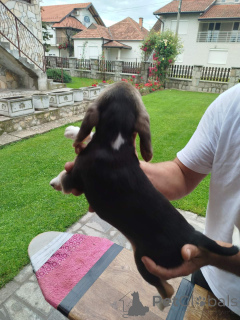 Photo №3. Beagle puppies for sale. Serbia