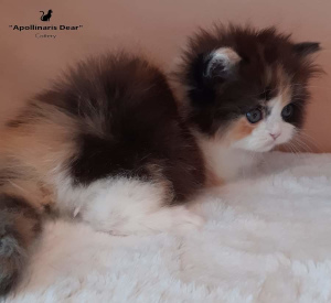 Photo №1. british longhair - for sale in the city of Tomsk | 939$ | Announcement № 6182