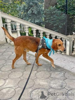 Photo №1. non-pedigree dogs - for sale in the city of Moskova | Is free | Announcement № 159233