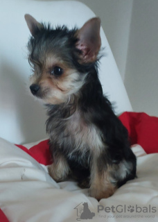 Photo №1. chihuahua - for sale in the city of Minsk | 170$ | Announcement № 116105