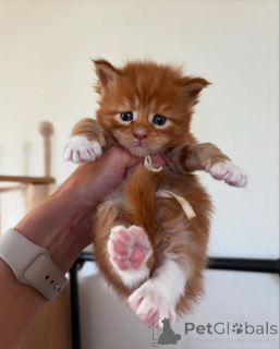 Photo №2 to announcement № 150583 for the sale of maine coon - buy in Germany from the shelter, breeder