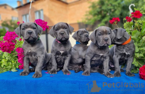 Photo №1. cane corso - for sale in the city of Munich | 317$ | Announcement № 41713