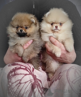 Photo №2 to announcement № 94116 for the sale of pomeranian - buy in Belarus breeder