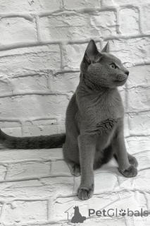 Photo №1. russian blue - for sale in the city of Flinders ranges | 3900$ | Announcement № 175238