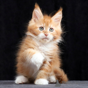 Photo №2 to announcement № 155599 for the sale of maine coon - buy in Belgium 