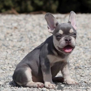 Photo №3. French Bulldog puppies for sale. Germany