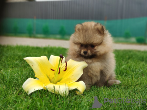 Photo №1. pomeranian - for sale in the city of Minsk | 391$ | Announcement № 11385