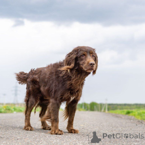 Photo №1. non-pedigree dogs - for sale in the city of Moscow river | Is free | Announcement № 161957