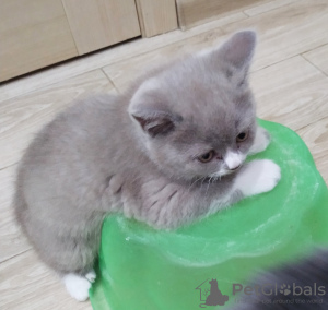 Photo №1. scottish fold - for sale in the city of Kharkov | 55$ | Announcement № 10678