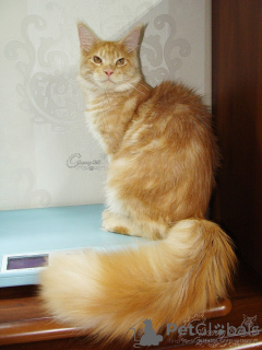 Photo №1. maine coon - for sale in the city of Kazan | 282$ | Announcement № 7255
