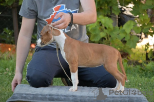 Photo №1. american staffordshire terrier - for sale in the city of Kragujevac | negotiated | Announcement № 107167