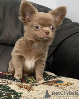 Photo №2 to announcement № 56185 for the sale of chihuahua - buy in United States breeder