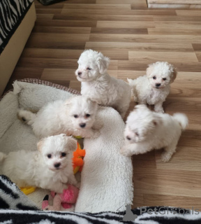 Photo №2 to announcement № 144455 for the sale of bichon frise - buy in Austria breeder