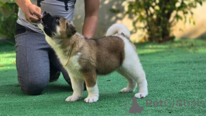 Photo №1. akita - for sale in the city of Antwerp | negotiated | Announcement № 169661