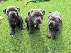 Photo №2 to announcement № 165264 for the sale of staffordshire bull terrier - buy in Belgium private announcement, breeder