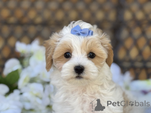 Photo №1. maltipu - for sale in the city of Friedberg (Hessen) | 847$ | Announcement № 150162