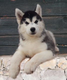 Photo №2 to announcement № 4139 for the sale of siberian husky - buy in Russian Federation breeder