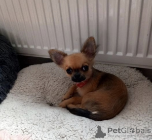 Photo №2 to announcement № 50445 for the sale of chihuahua - buy in Venezuela private announcement