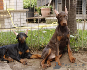 Photo №3. Doberman puppies for sale. Serbia