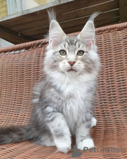 Photo №2 to announcement № 71089 for the sale of maine coon - buy in Israel private announcement