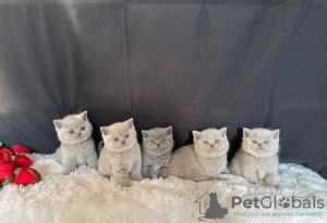 Photo №1. british shorthair - for sale in the city of Люксембург | Is free | Announcement № 115781