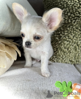 Additional photos: CHIHUAHUA PUPPY