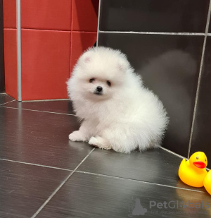 Photo №1. pomeranian - for sale in the city of Dubai | negotiated | Announcement № 35339