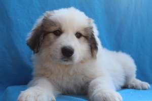 Photo №1. great pyrenees - for sale in the city of Belgorod | negotiated | Announcement № 1989