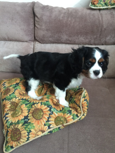 Photo №2 to announcement № 1271 for the sale of cavalier king charles spaniel - buy in Belarus private announcement, breeder