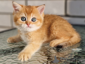 Photo №2 to announcement № 104206 for the sale of scottish fold - buy in Russian Federation breeder