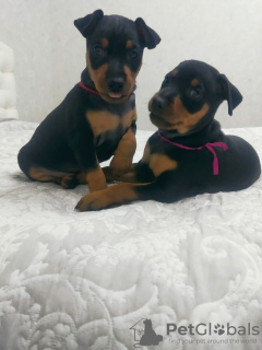 Photo №2 to announcement № 18296 for the sale of miniature pinscher - buy in Belarus private announcement