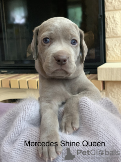 Photo №1. weimaraner - for sale in the city of Москва | 682$ | Announcement № 11150