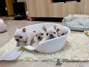 Photo №2 to announcement № 174907 for the sale of french bulldog - buy in Germany breeder