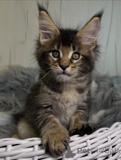 Photo №2 to announcement № 161206 for the sale of maine coon - buy in United States breeder