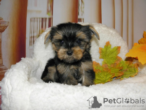 Photo №4. I will sell yorkshire terrier in the city of Москва. private announcement, breeder - price - 230$