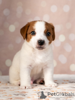 Photo №2 to announcement № 11542 for the sale of jack russell terrier - buy in Ukraine private announcement