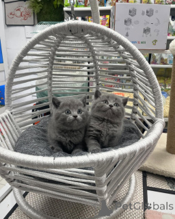 Photo №1. british shorthair - for sale in the city of Alpbach | negotiated | Announcement № 167317