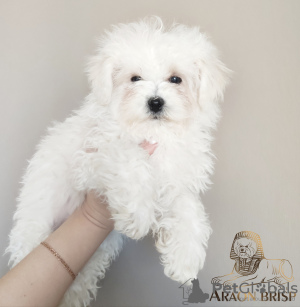 Photo №1. bichon frise - for sale in the city of Minsk | negotiated | Announcement № 11484