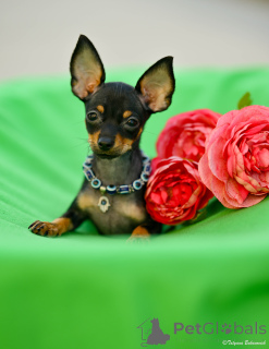 Photo №2 to announcement № 160398 for the sale of russkiy toy - buy in Israel from nursery