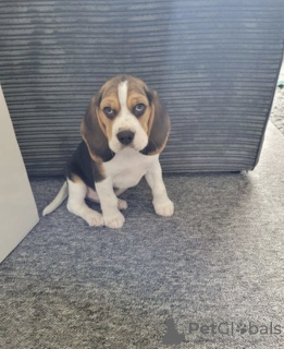 Photo №2 to announcement № 42530 for the sale of beagle - buy in Hungary private announcement