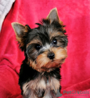 Photo №1. yorkshire terrier - for sale in the city of Tampere | 264$ | Announcement № 93044