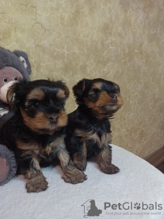 Photo №1. yorkshire terrier - for sale in the city of Верхнеднепровск | 201$ | Announcement № 10683