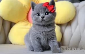 Photo №2 to announcement № 164515 for the sale of british shorthair - buy in Germany 