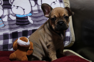 Photo №4. I will sell french bulldog in the city of Cherepovets. private announcement - price - negotiated
