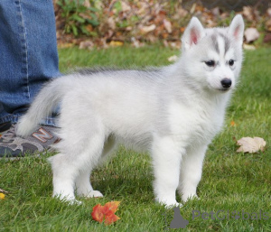 Photo №4. I will sell shiba inu in the city of Central City.  - price - negotiated